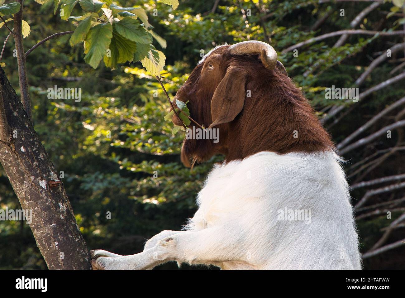 Brown and white goat eating tree leaves in a forest Stock Photo Alamy