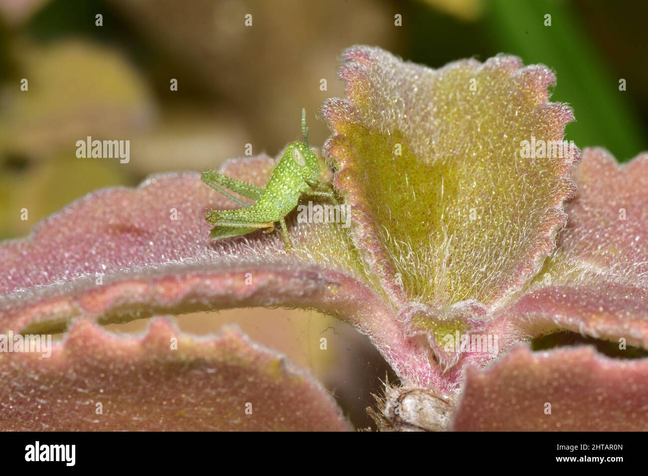 Green grasshopper on a spanish thyme leaf Stock Photo