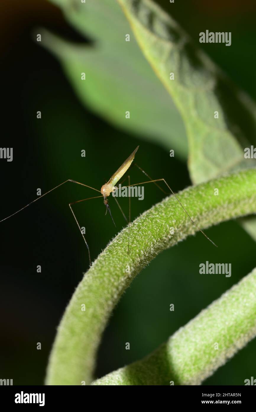A crane fly on an eggplant or melongene tree leaf in a commercial agricultural field in Trinidad. Crane flies are harmless and important pollinators. Stock Photo