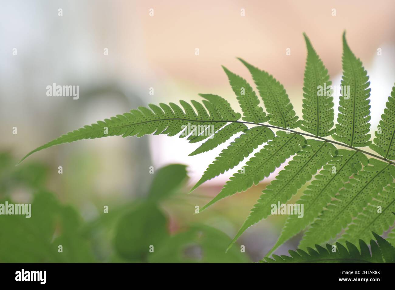 Close up of a fern frond. Stock Photo