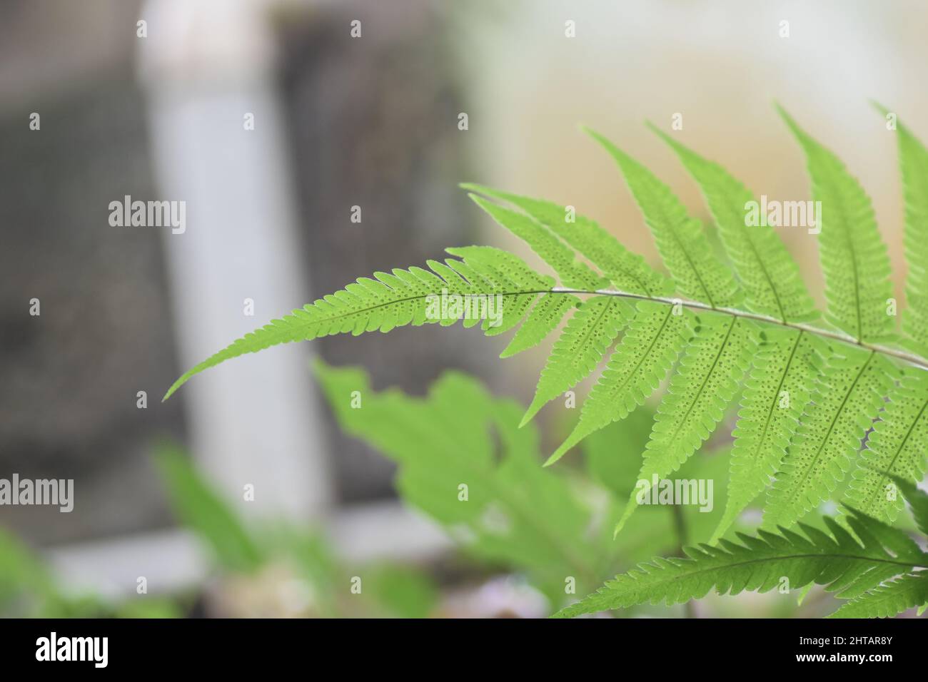 Close up of a fern frond. Stock Photo