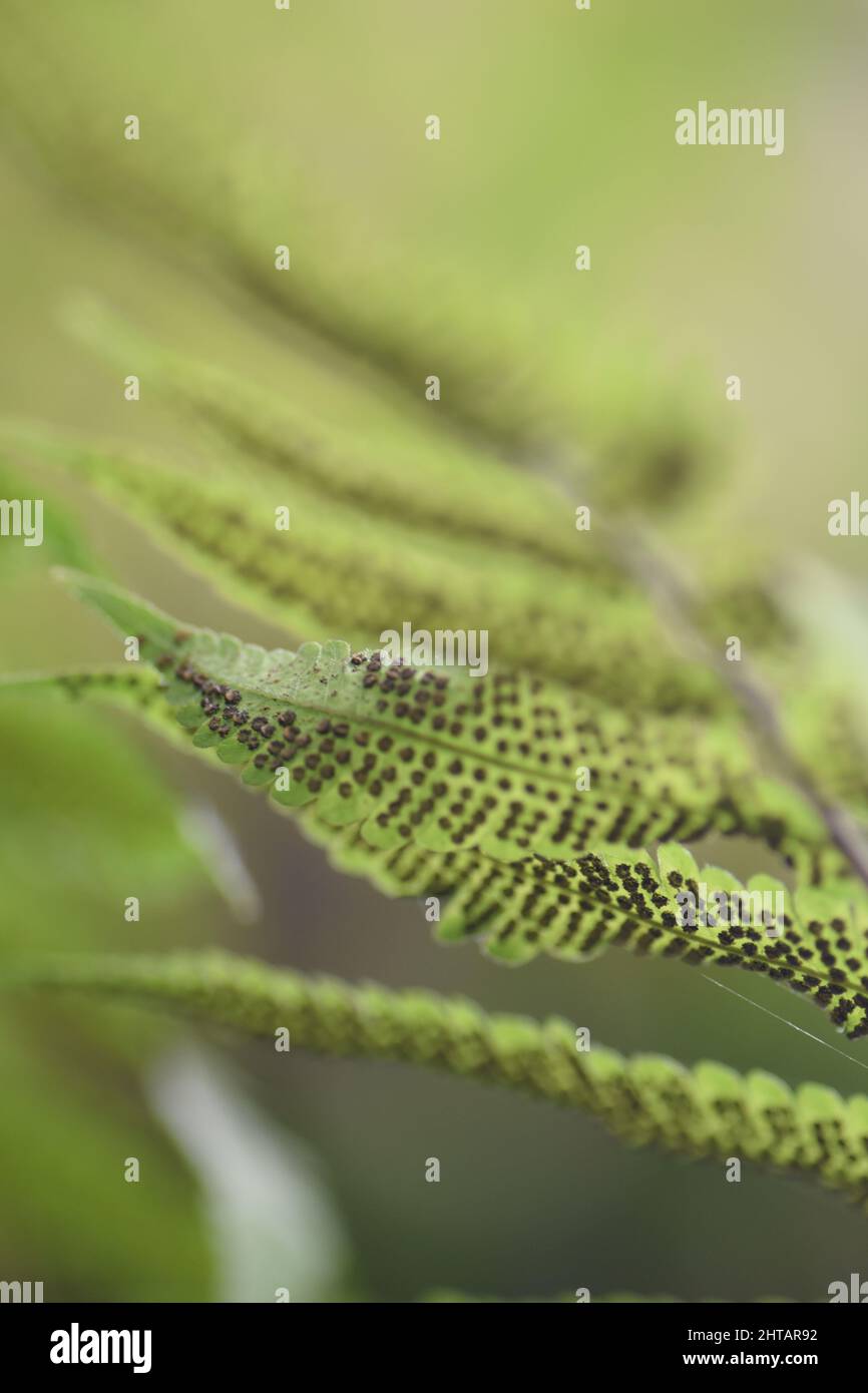 Sori pattern on a fern frond Stock Photo