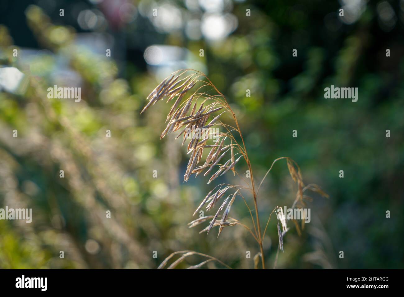 Bromus inermis hi-res stock photography and images - Alamy