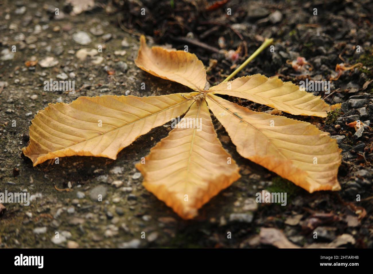 Closeup of a big yellow leave fallen on the ground in winter Stock ...