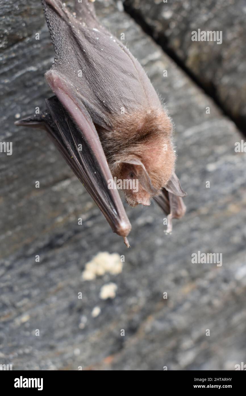 A Bat hangs on the cliff's face in Las Cuevas Beach, Trinidad Stock Photo