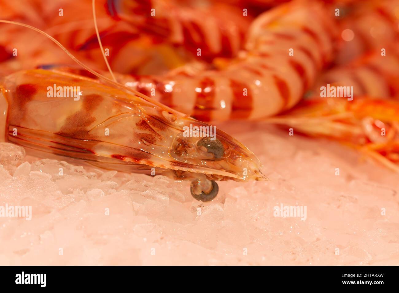 Penaeus hires stock photography and images Alamy