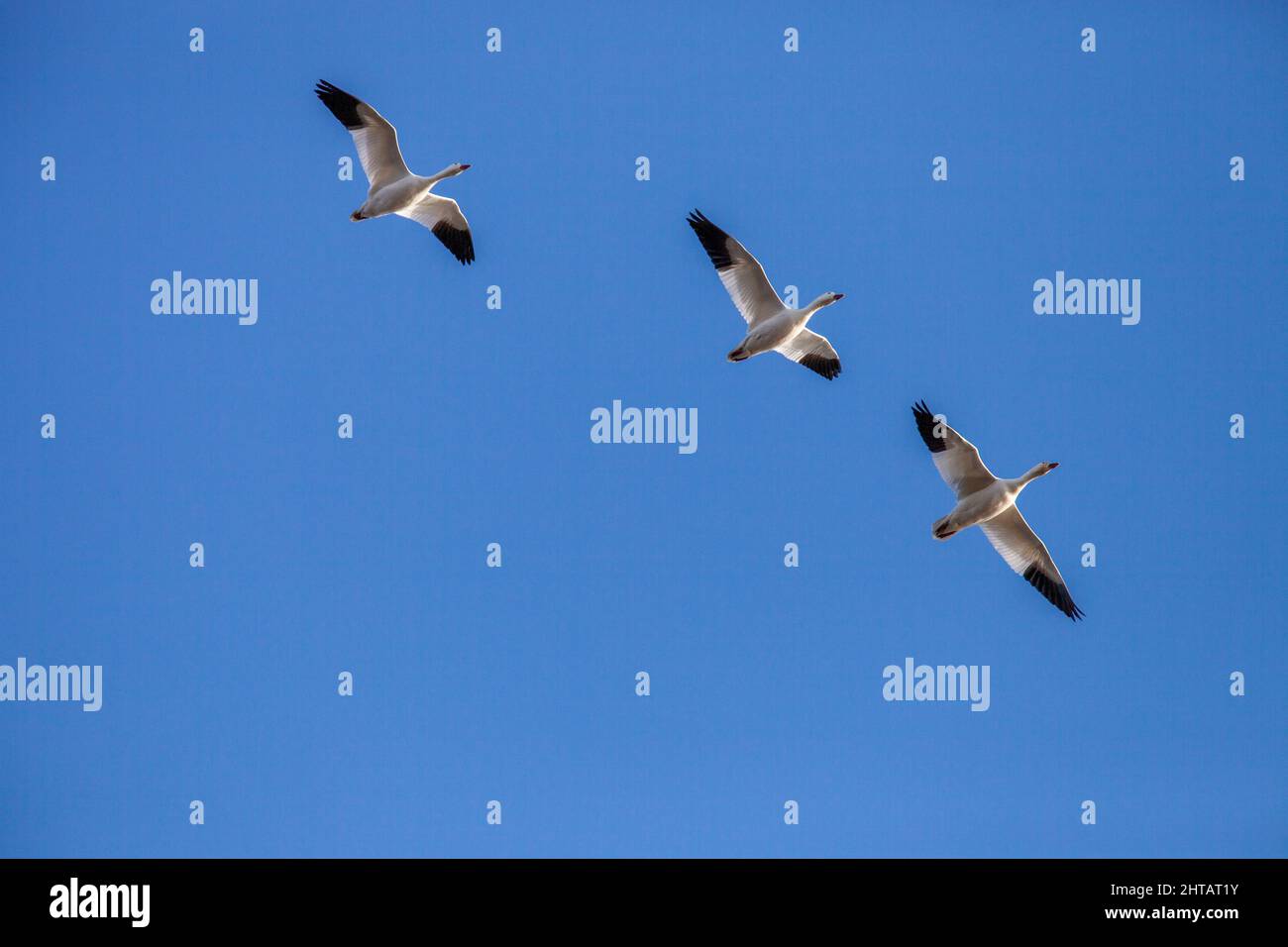Snow Geese, Anser caerulescens, make a stop during there annual migration at Middle Creek Wildlife Management Area in Stevens, Pennsylvania U.S.A. Stock Photo