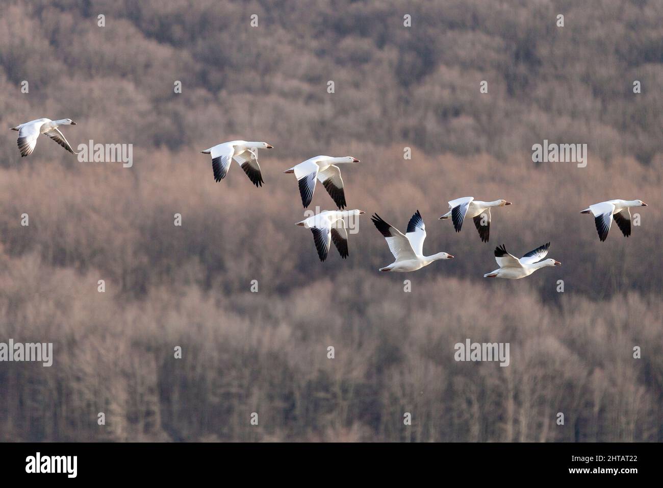 Snow Geese, Anser caerulescens, make a stop during there annual
