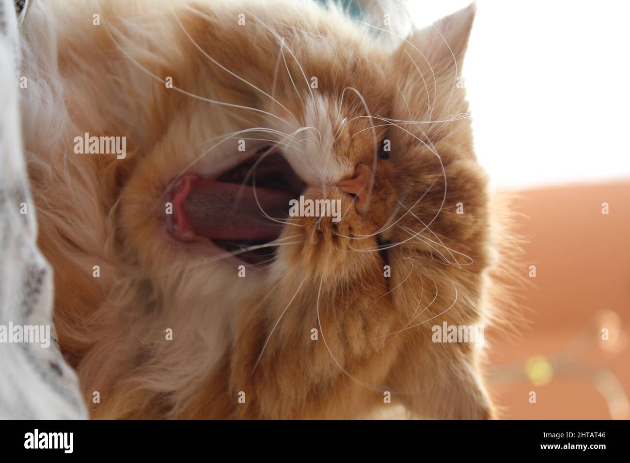 Closeup of a brown persian furry cat yawning Stock Photo Alamy