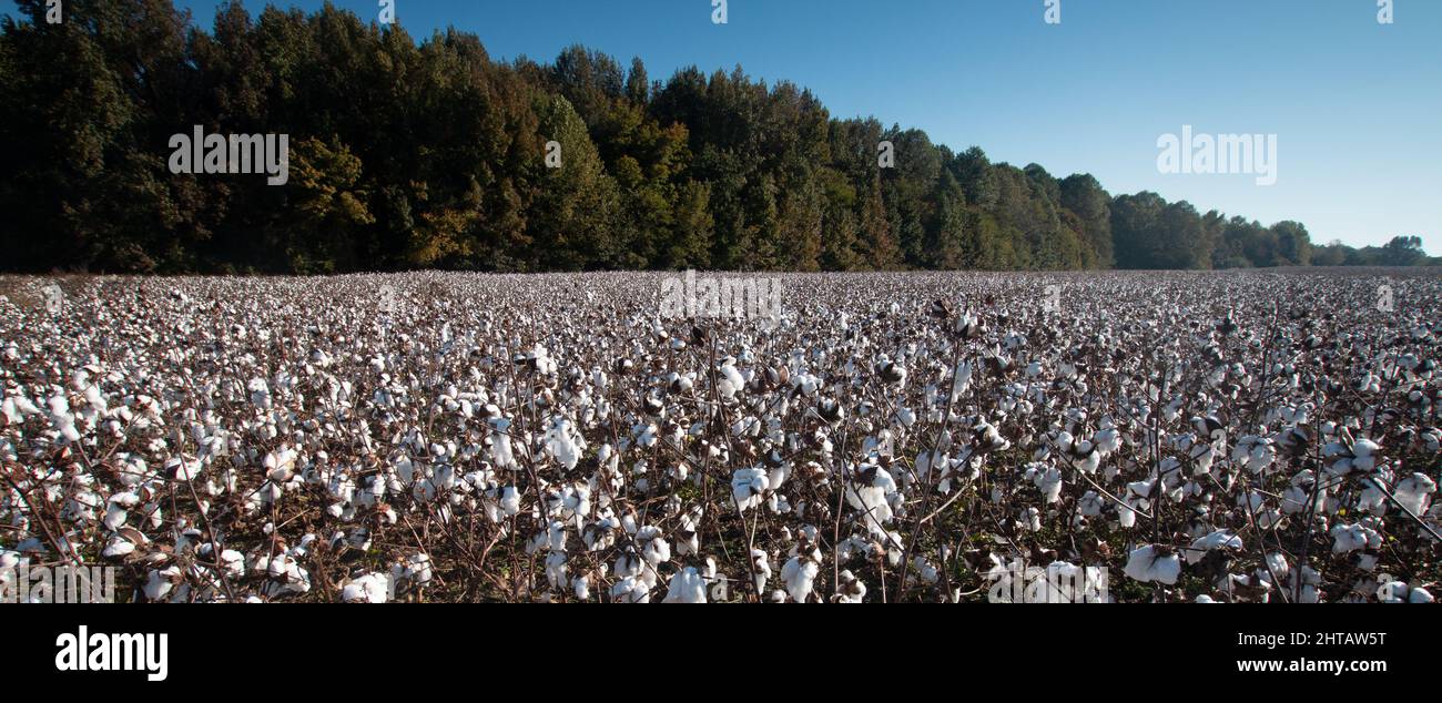 Panoramic view cultivated field hi-res stock photography and images - Alamy