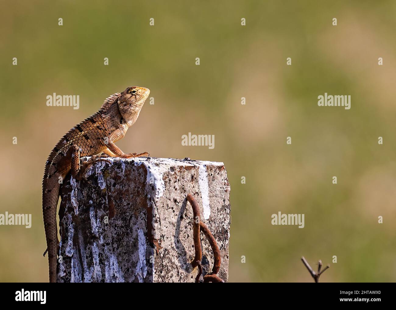 Oriental garden lizard, Asian lizard sitting on a pillar against a blurred green background Stock Photo
