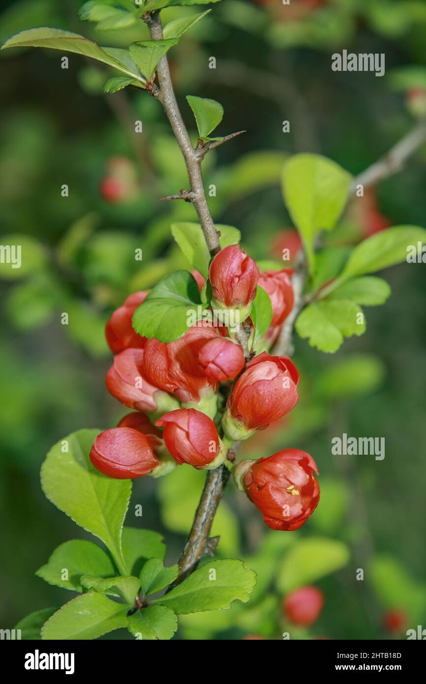 Soft focus Japanese quince flower buds blooming at a garden in spring Stock Photo