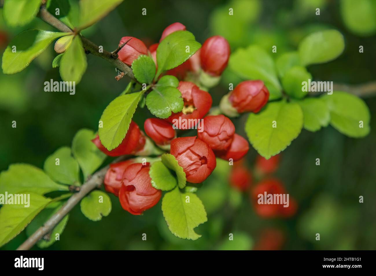 Closeup of Japanese quince flower buds blooming at a garden in spring Stock Photo