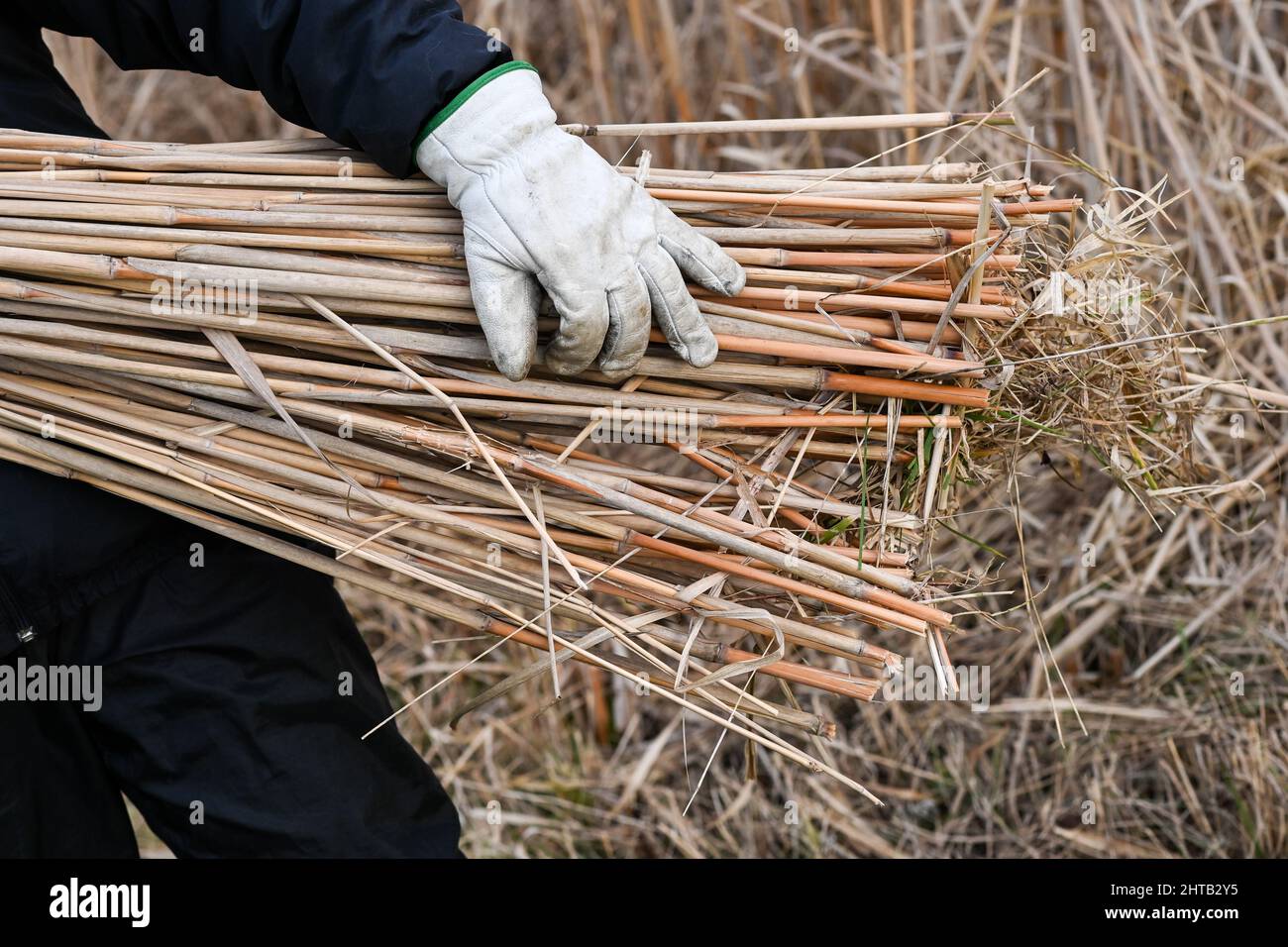 havelsee-ot-pritzerbe-germany-24th-feb-2022-asian-reed-grass