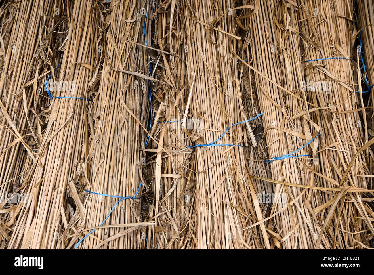 Havelsee Ot Pritzerbe Germany 24th Feb 2022 Asian Reed Miscanthus 