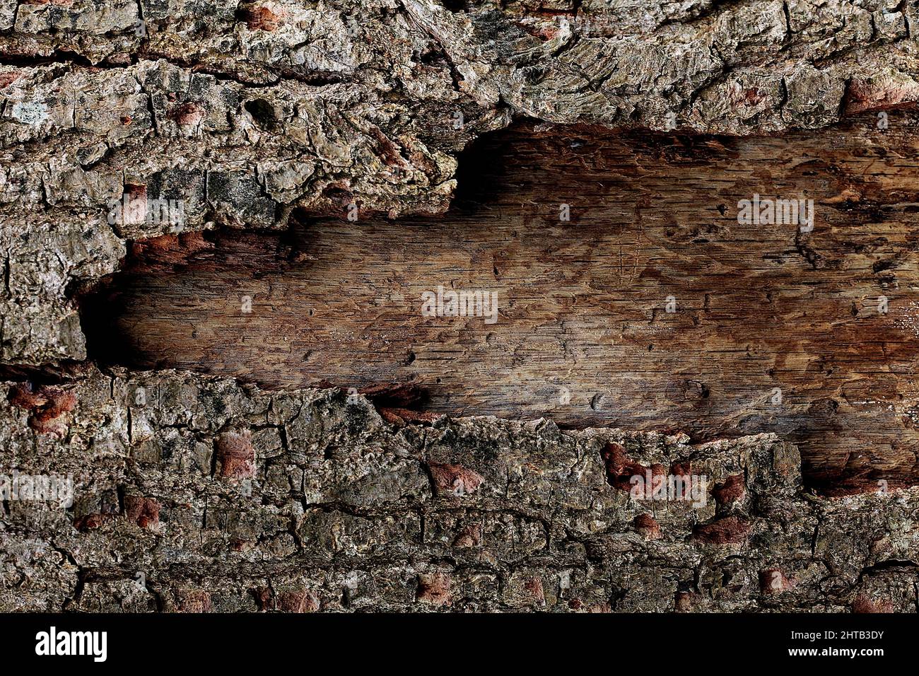 Closeup shot of Rosellinia necatrix Fungus on wooden texture tree branch Stock Photo