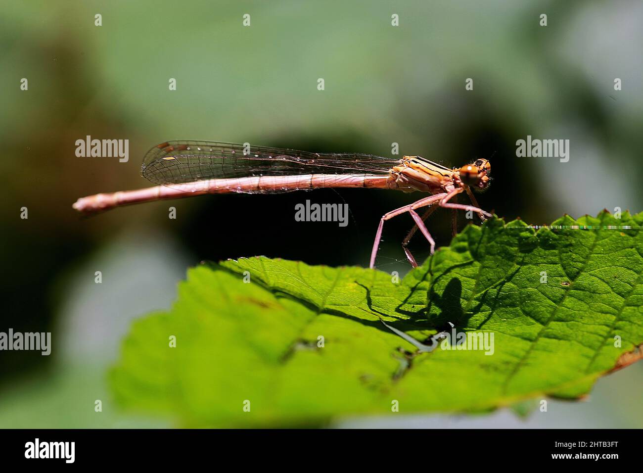 Macro shiot shallow focus of a Damselflies on agreen leaf with blurred ...