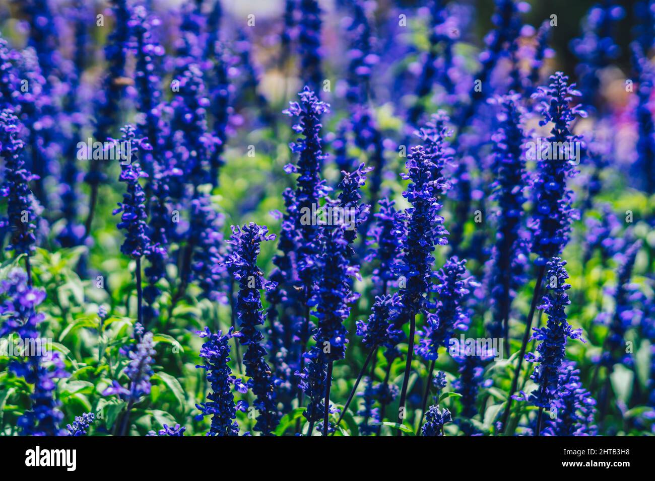 Real beauty nature photo background. Lamiaceae, Lavender field herb flower plant. Blue violet lilac color tone in stock. Tubular calyx corolla Stock Photo