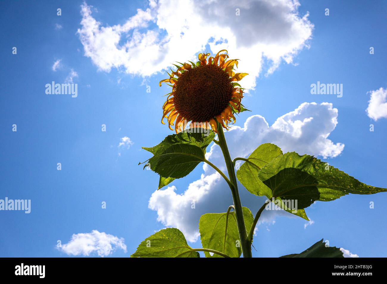 Low angle of a sunflower with cloudy sky background Stock Photo - Alamy
