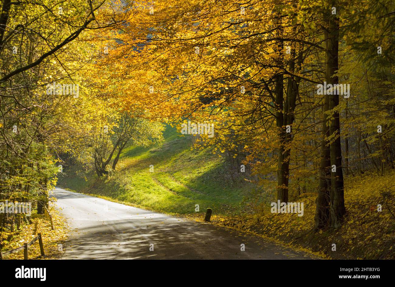 Panorama beautiful birch forest hi-res stock photography and images - Alamy