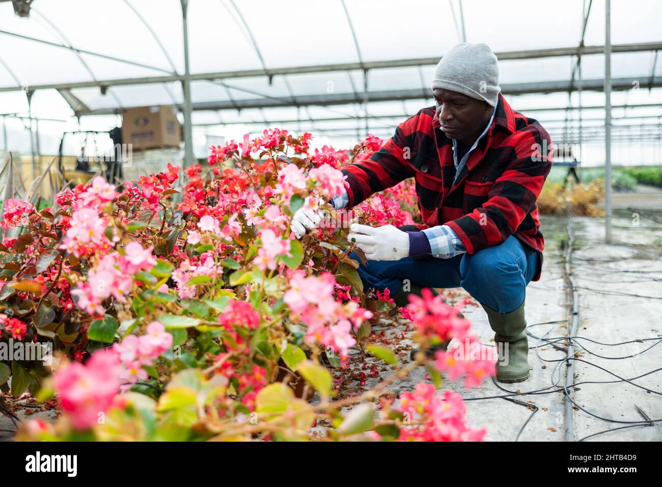 Male florist working with begonia plants Stock Photo