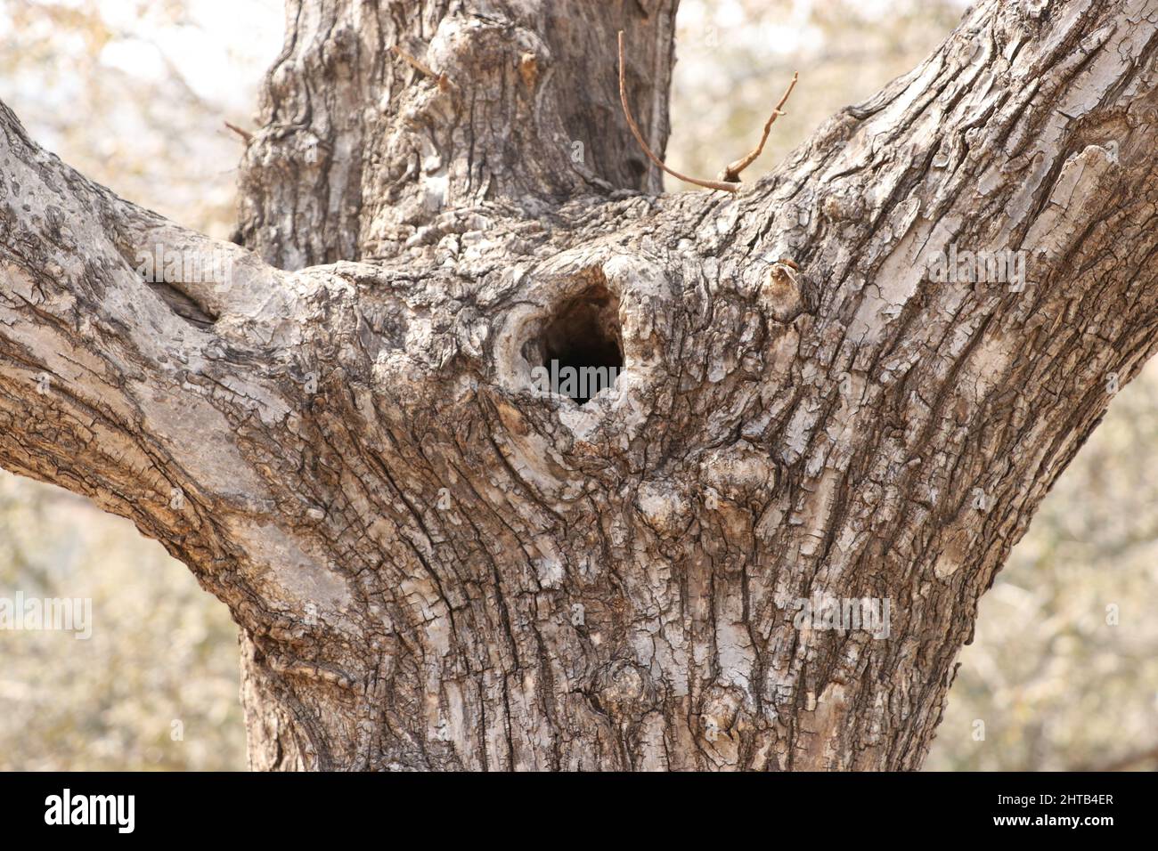 tree trunk in bird nest close up. Stock Photo