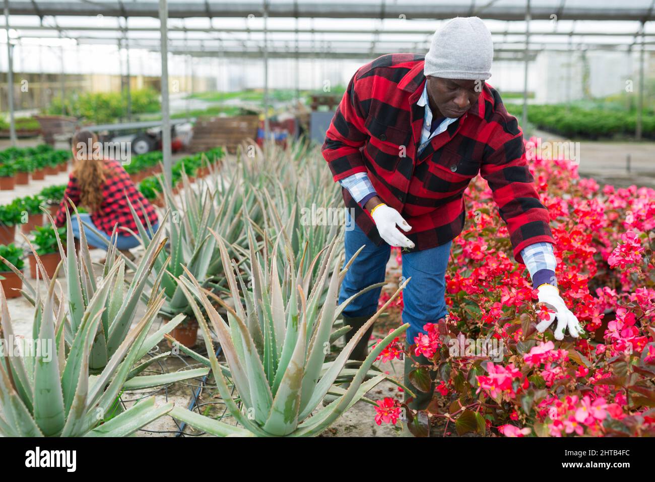 Male florist working with begonia plants Stock Photo