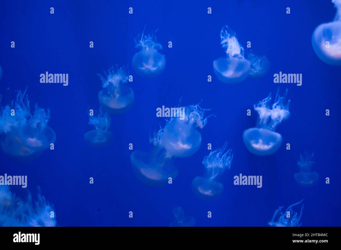 Jellyfish swimming under the sea Stock Photo - Alamy