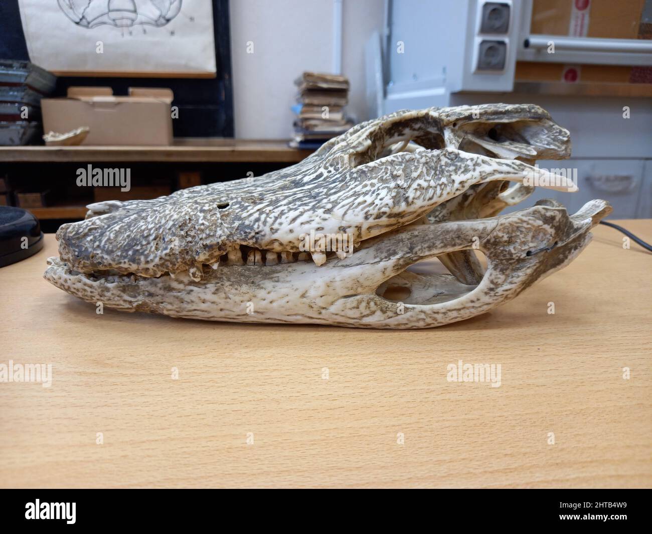 Crocodile skull. Toothy crocodile muzzle skeleton as an interior Stock  Photo - Alamy