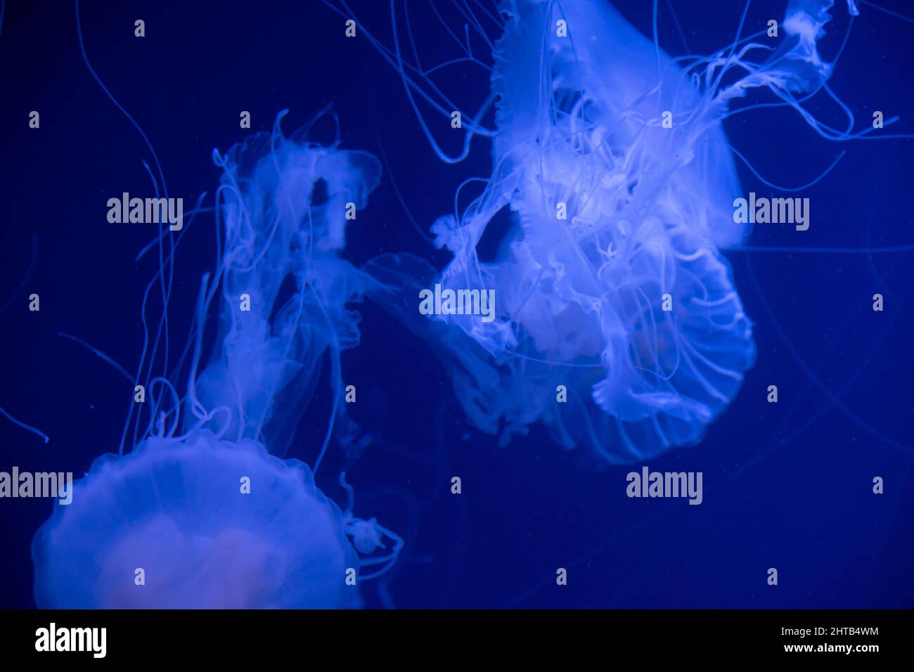 Jellyfish swimming under the sea Stock Photo - Alamy