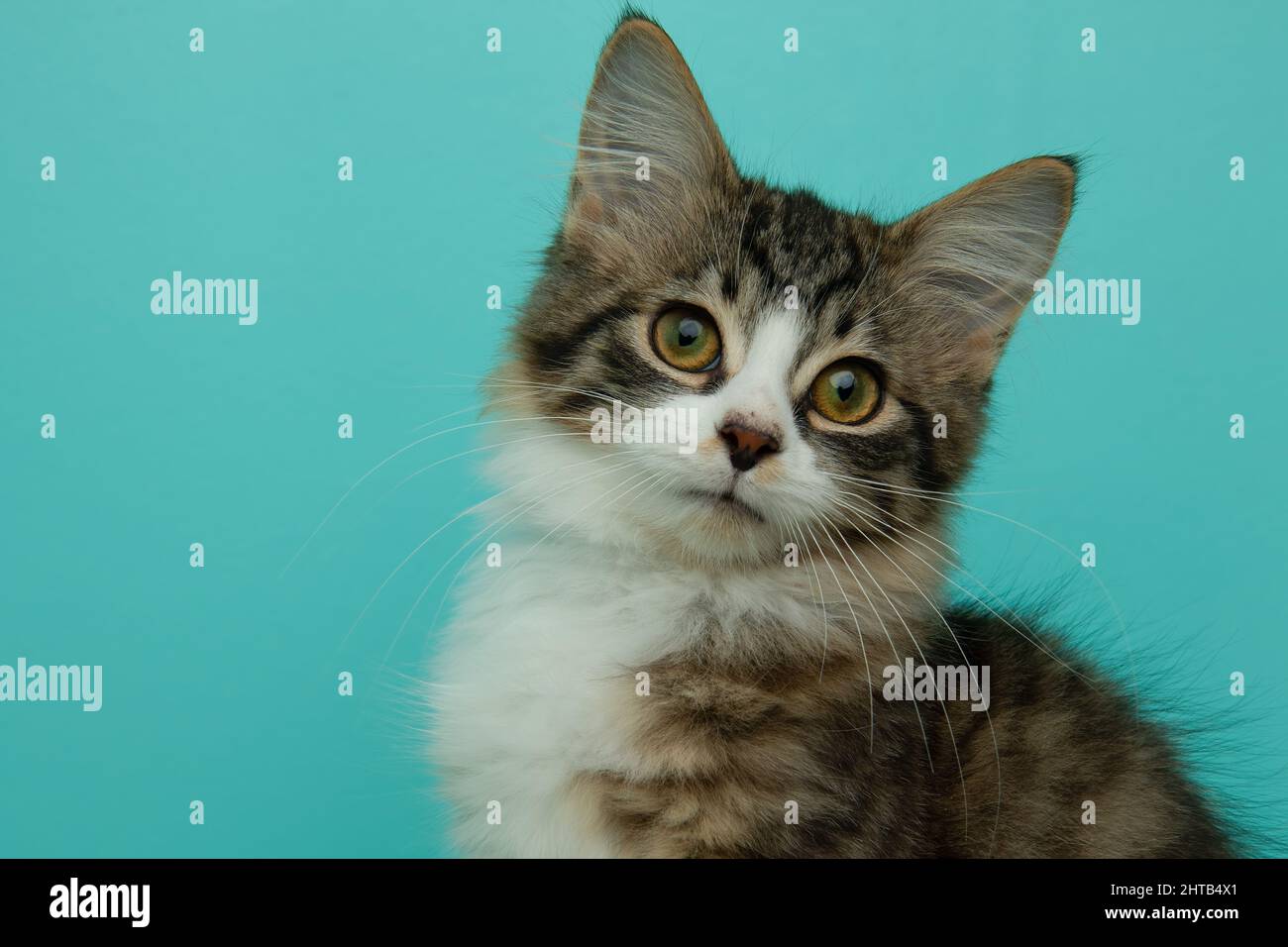 cute brown white tabby kitten closeup portrait Stock Photo - Alamy
