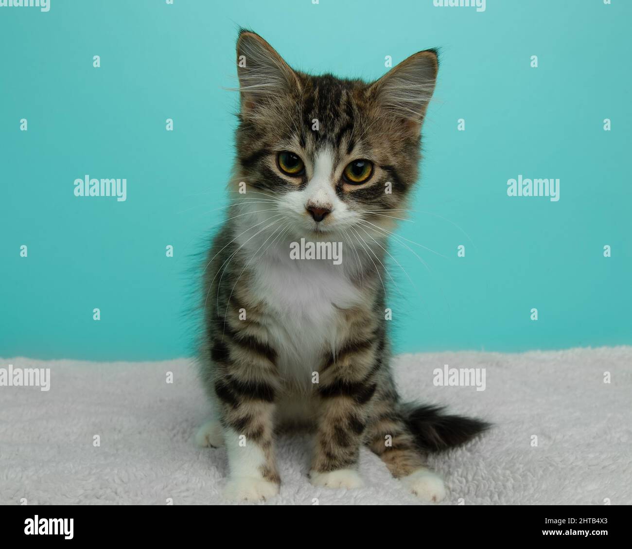 cute brown white tabby kitten sitting on a white blanket Stock Photo