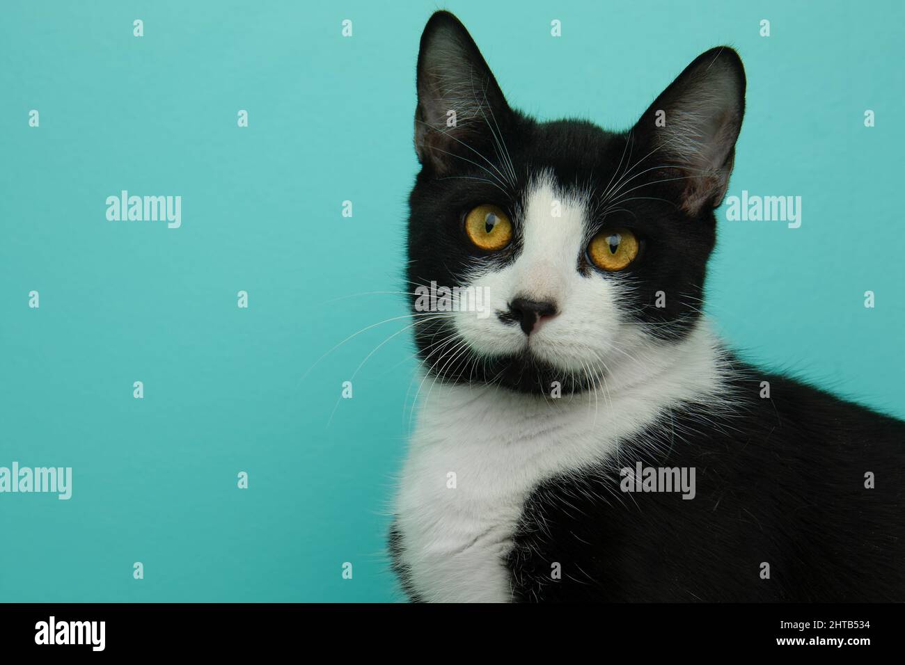 cute black and white cat close up portrait Stock Photo - Alamy