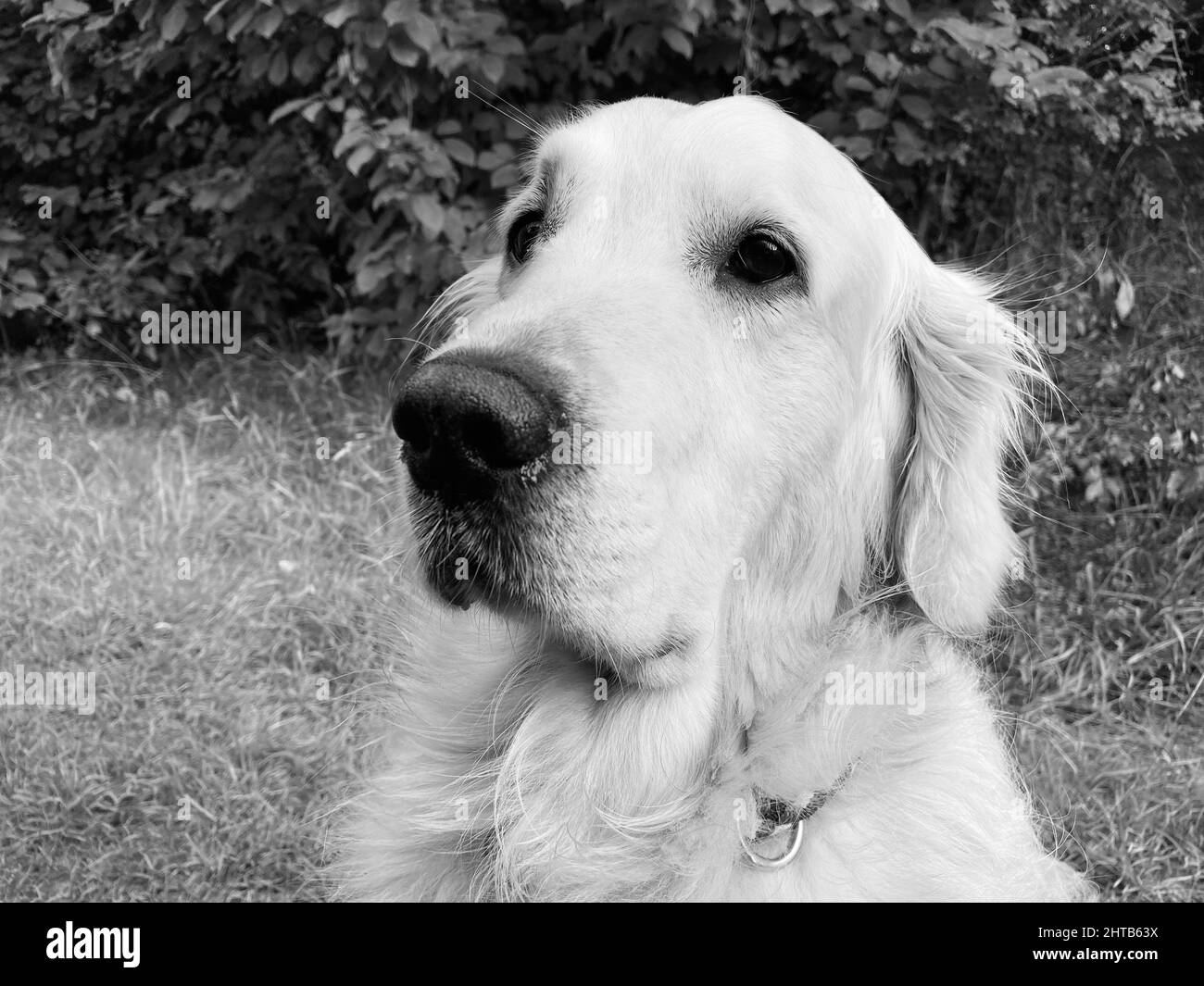 Black and white portrait of a cute dog sitting outside Stock Photo - Alamy