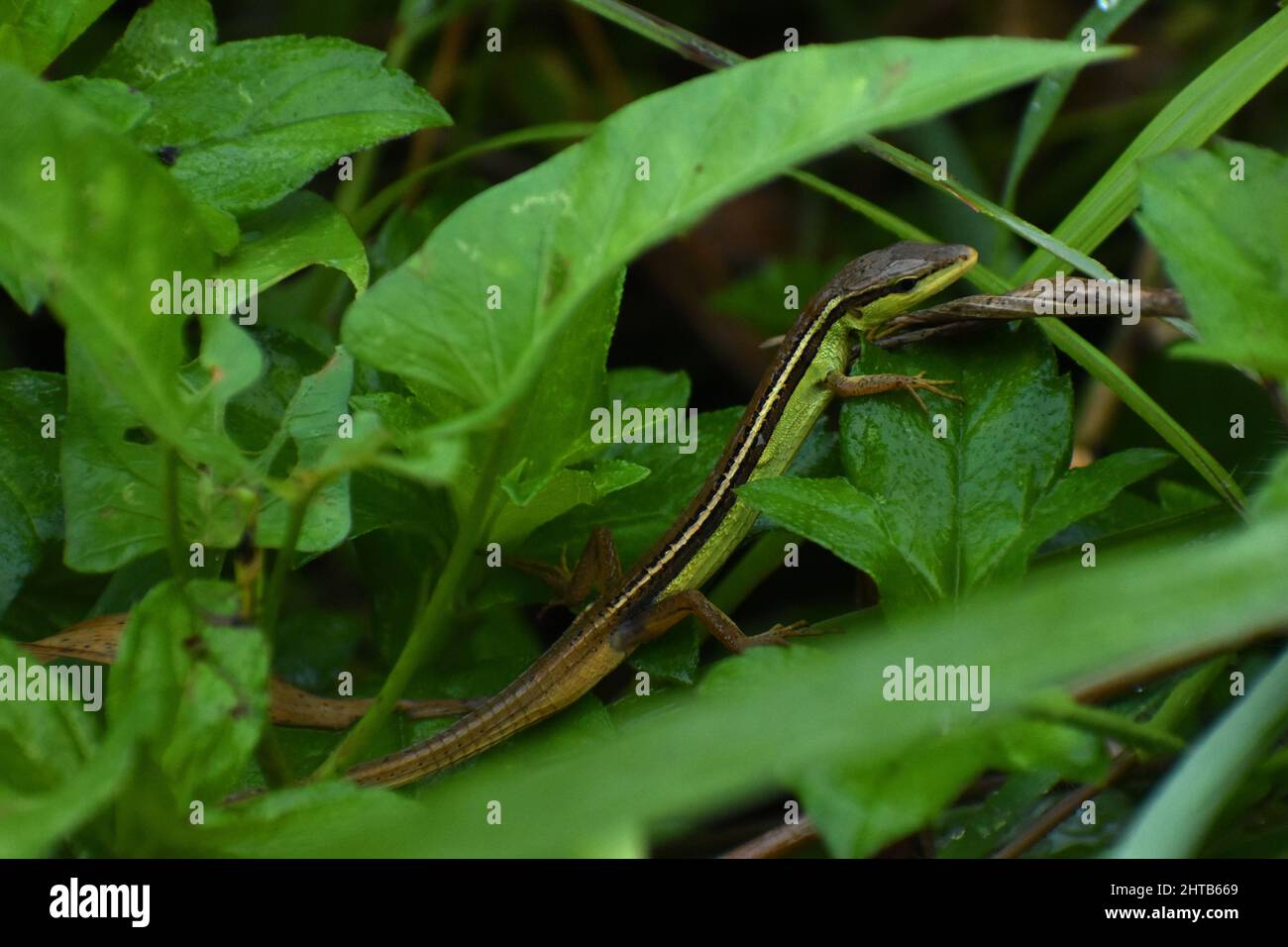 An Asian grass lizard hiding among green bush. Takydromus sexlineatus