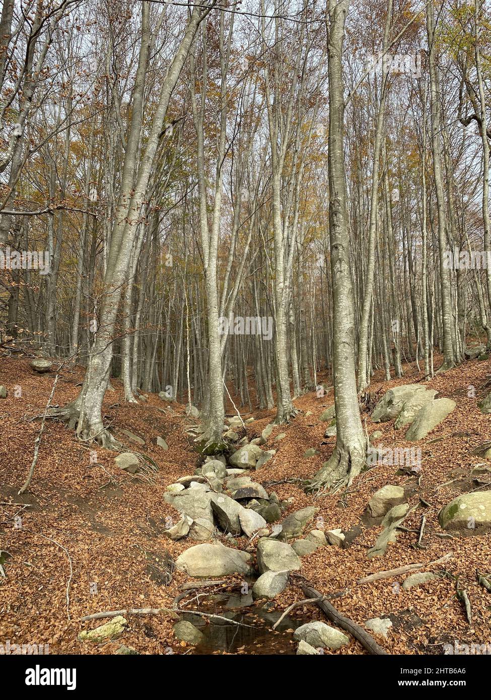 Vertical shot forest landscape hi-res stock photography and images - Alamy