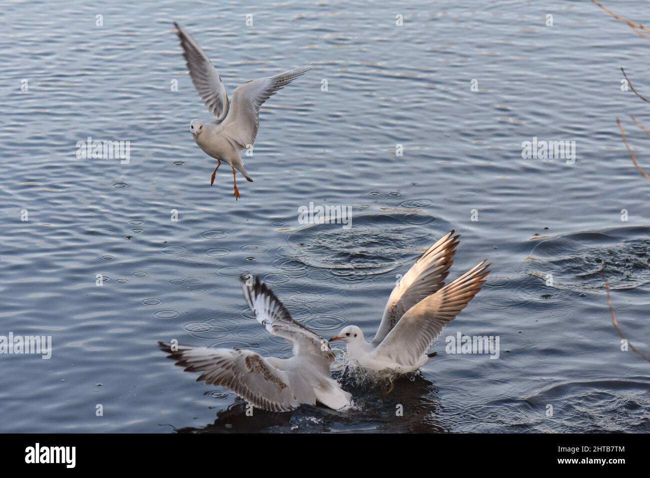 Flock of seagulls flying over on the lake Stock Photo - Alamy
