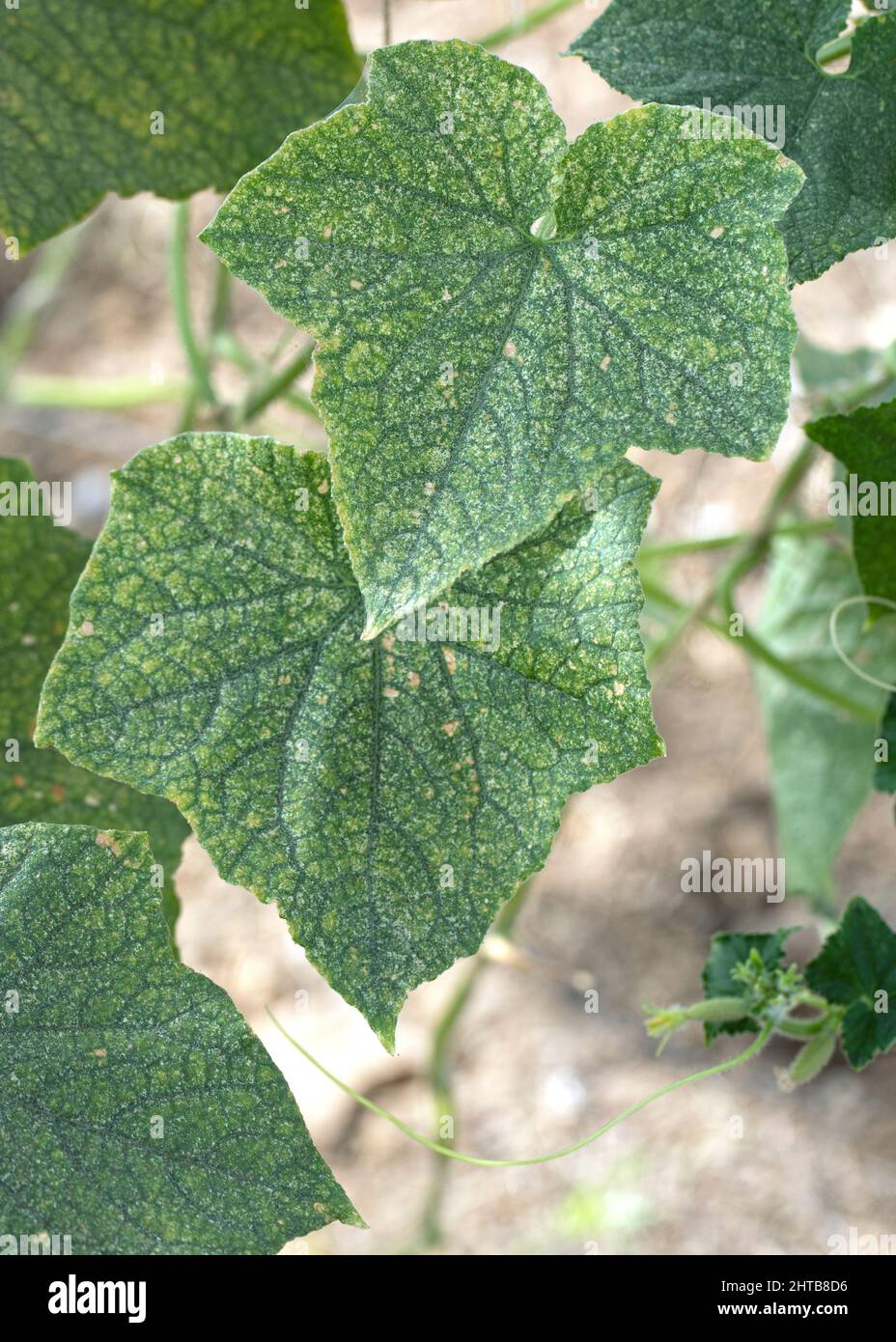Cucumber leaves affected by spider mites with yellow spots Stock Photo