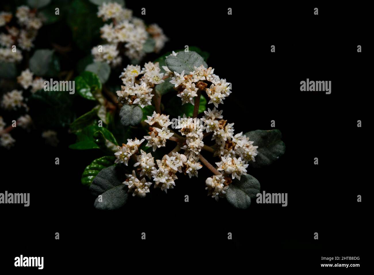 Australian Dusty Miller (Stylidium Parvifolium) is quite common in Australian woodlands, and can form dense thickets, hard to get through. Stock Photo