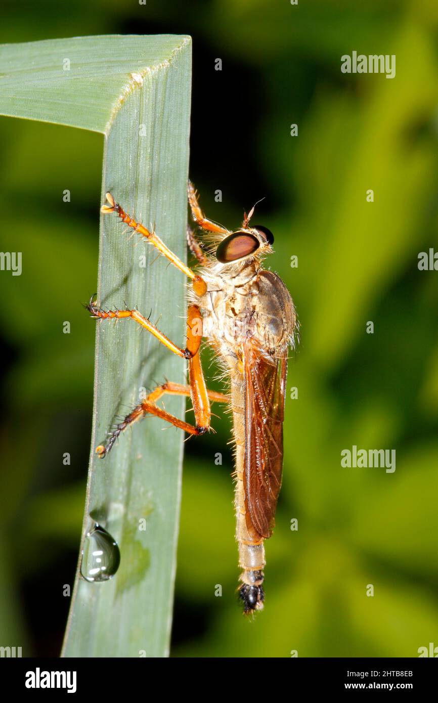 Robber Fly, Family Asilidae, Species unknown as most Robber Flies in this family look similar and difficult to accurately identify from a photograph.. Stock Photo