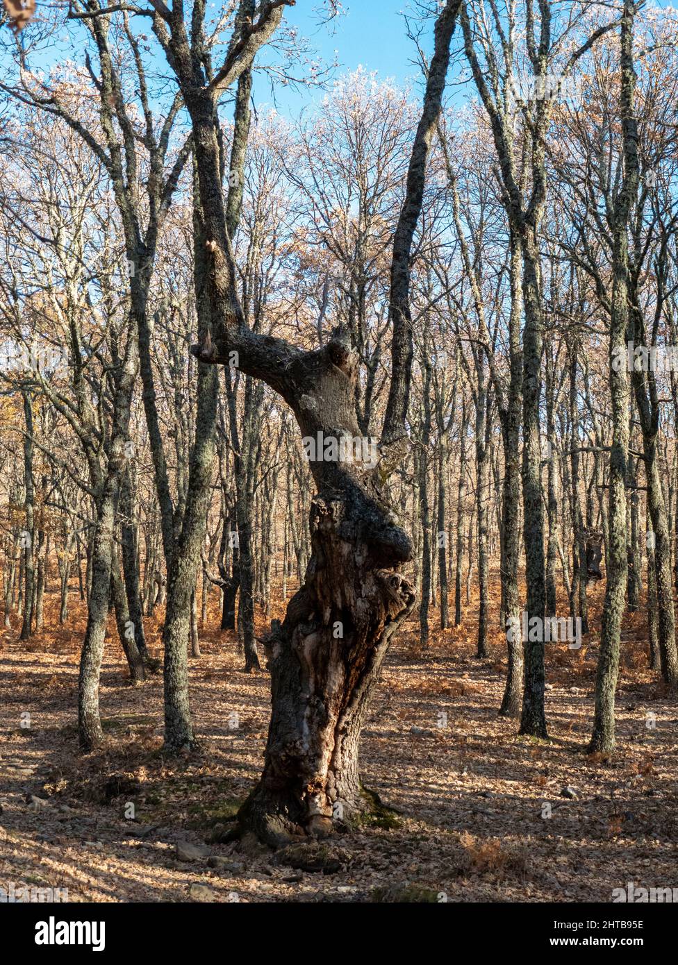 Trees Leaf Less Beautiful view of leafless trees in the forest Stock Photo - Alamy
