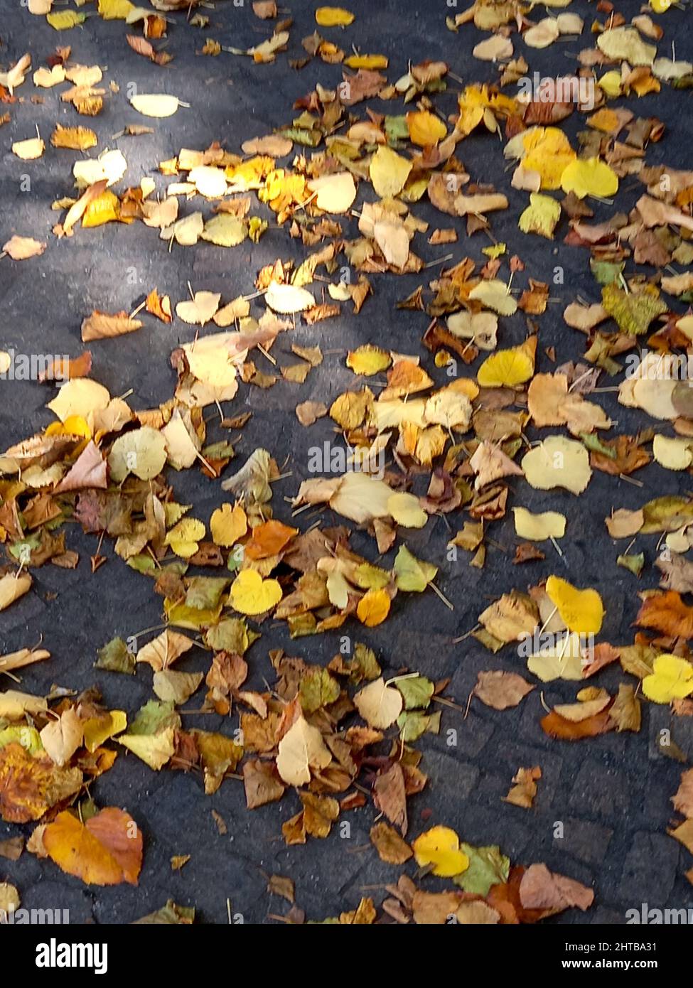 Vertical shot park lane hi-res stock photography and images - Alamy