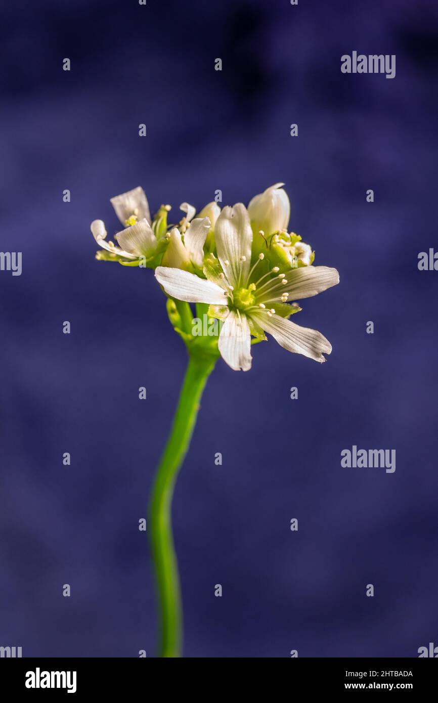 Venus Flytrap Flower Stalk