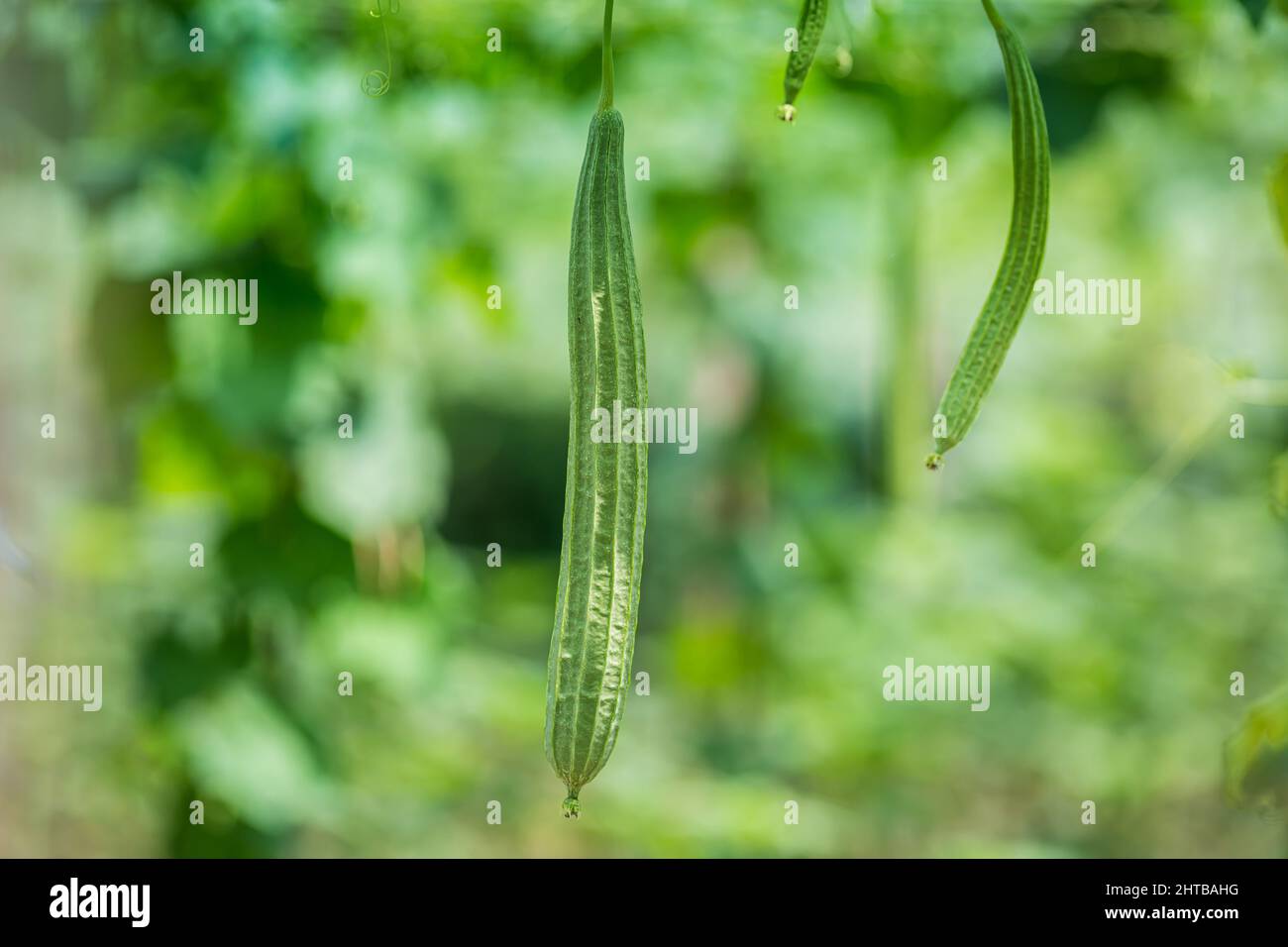Green Luffa acutangula (Chinese okra), Sponge gourd, or silk squash