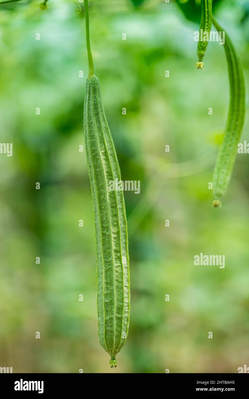 Green Luffa acutangula (Chinese okra), Sponge gourd, or silk squash