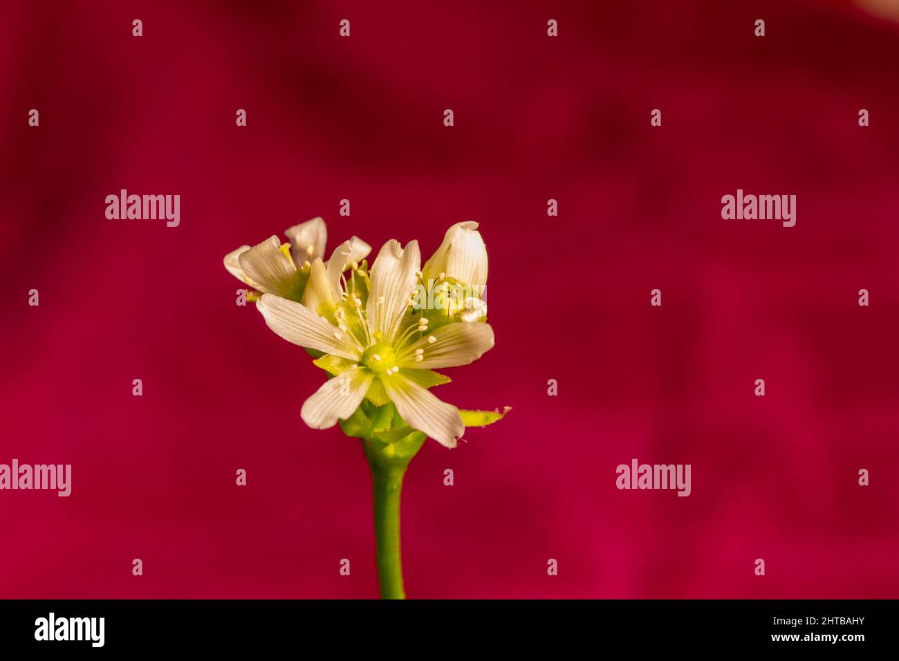 Macro abstract defocused view of a small white blooming flower stalk on a Venus flytrap houseplant with a vibrant red background Stock Photo