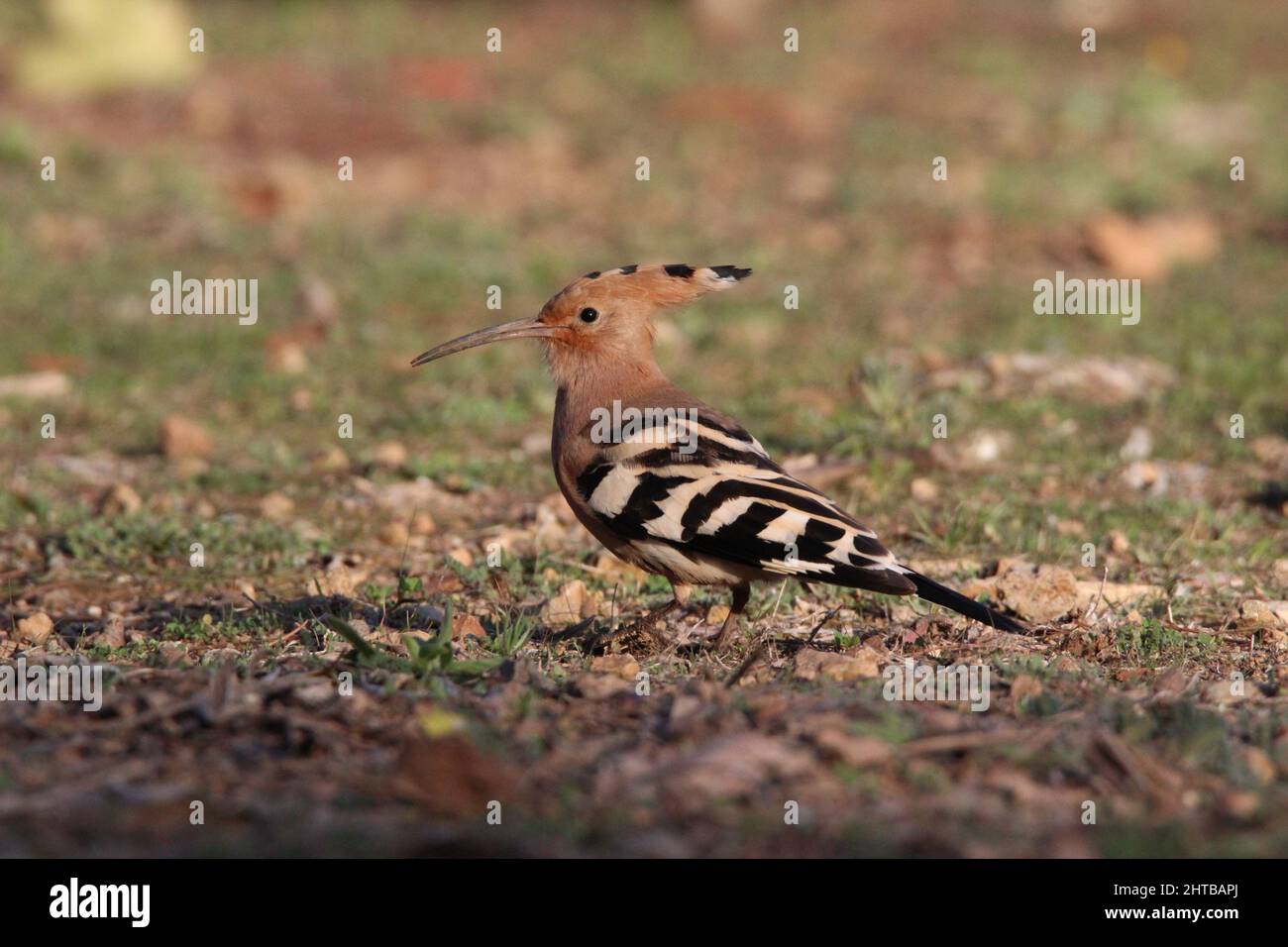 A shallow focus close-up of a hoopoe on the ground Stock Photo