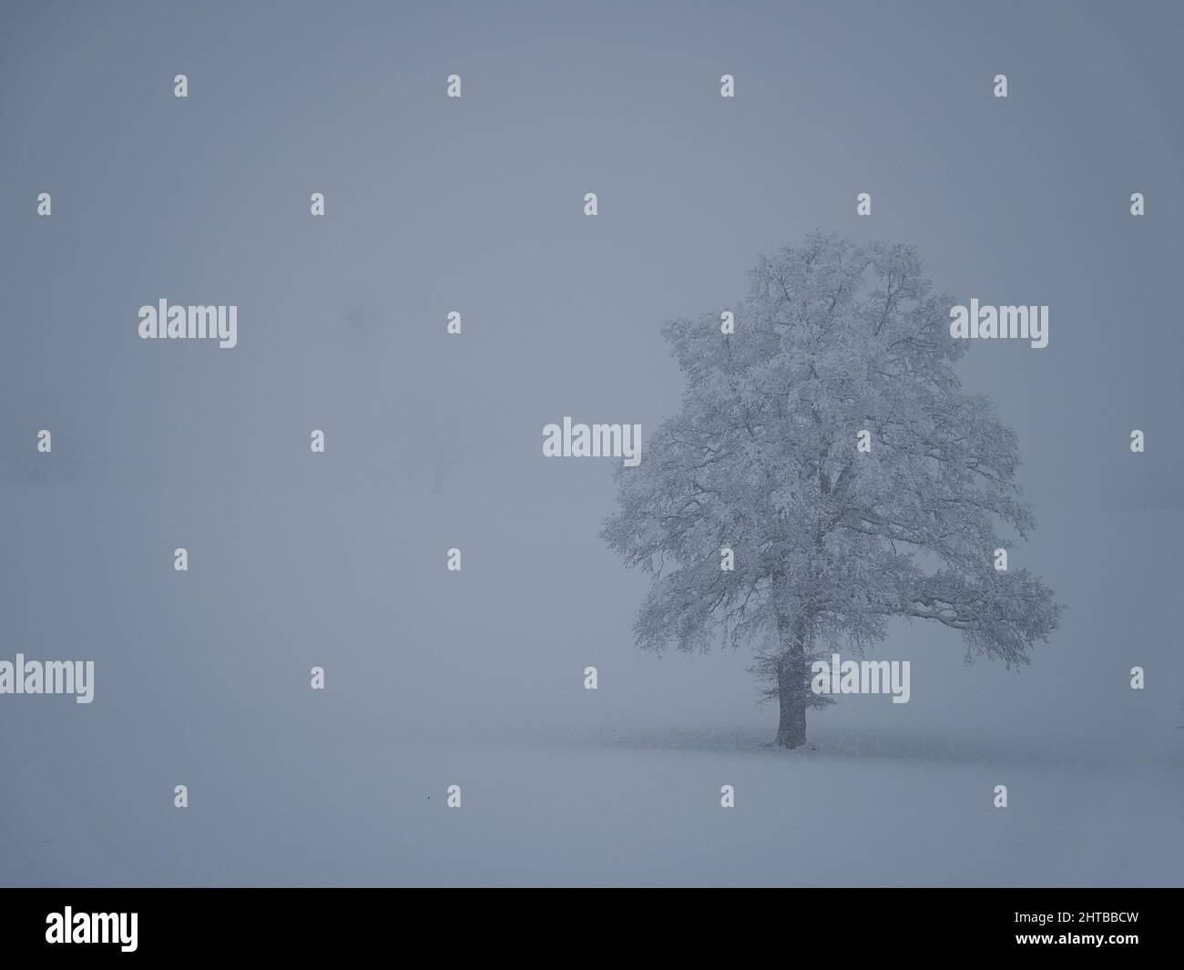 Single tree in a snowy field with unclear background during a blizzard ...