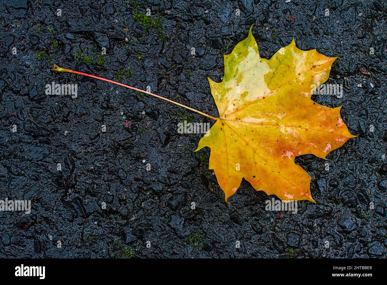 Top view of a fallen yellow wet leaf on the asphalt ground Stock Photo ...