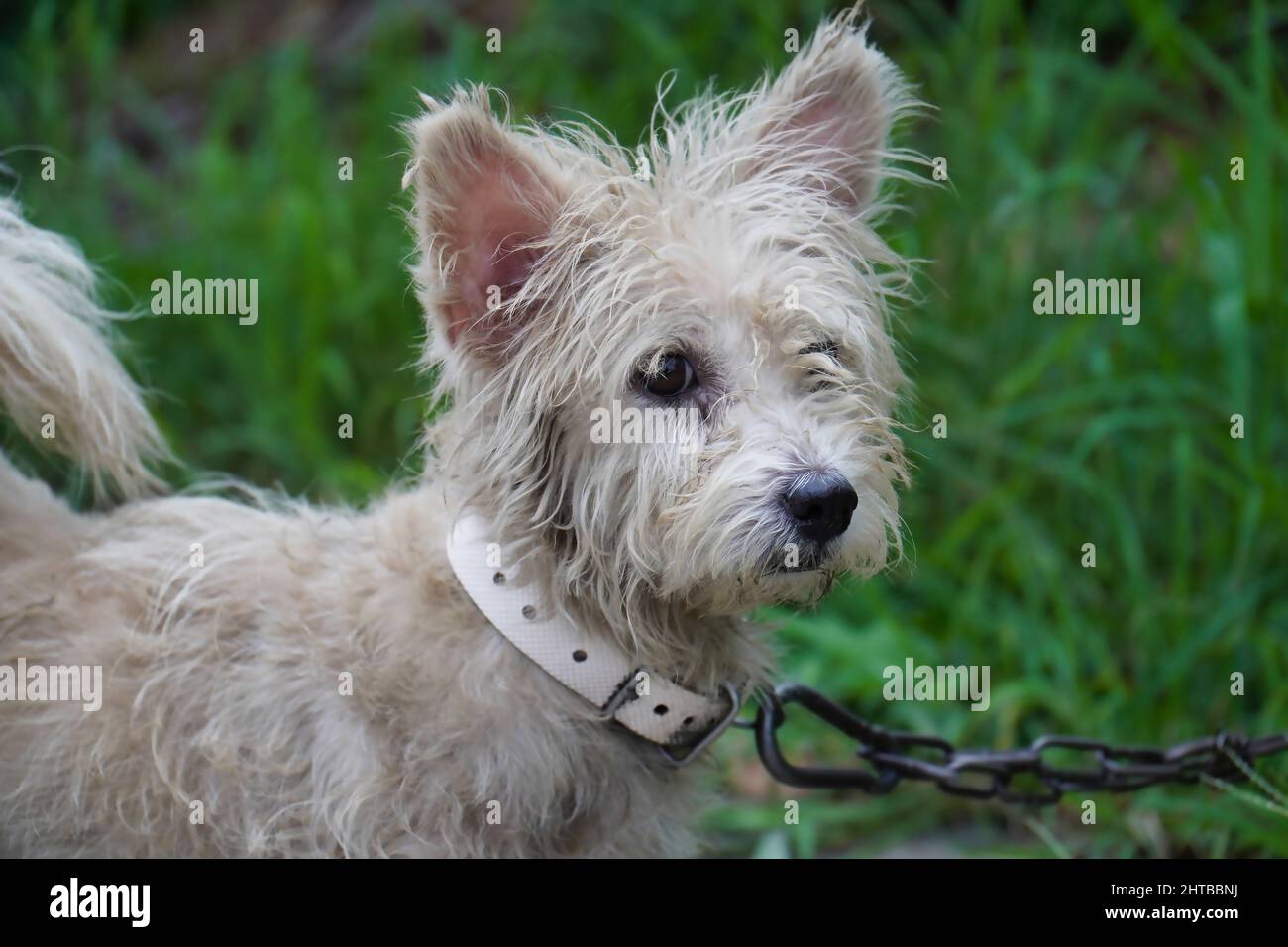 does a cairn terrier need a collar